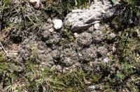 Gymnocalycium bruchii RFPA 322.01.jpg