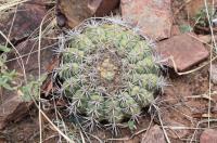 Gymnocalycium castellanosii RFPA 310.01.jpg