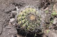 Gymnocalycium castellanosii RFPA 311.01.jpg