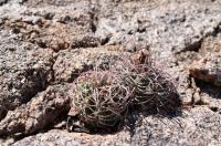 Gymnocalycium castellanosii ssp acorrugatum RFPA 295.01.jpg