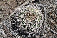 Gymnocalycium castellanosii ssp ferocius RFPA 312.01.jpg