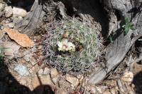 Gymnocalycium castellanosii ssp ferocius RFPA 313.01.jpg