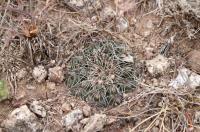 Gymnocalycium erinaceum RFPA 207.01.jpg