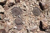 Gymnocalycium glaucum ssp ferrarii RFPA 228.01.jpg
