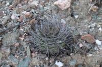 Gymnocalycium hossei v mazanense RFPA 224.01.jpg