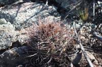 Gymnocalycium hossei v mazanense RFPA 225.01.jpg