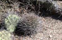 Gymnocalycium hossei v mazanense RFPA 226.01.jpg