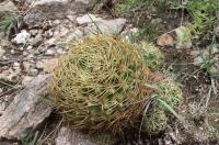 Gymnocalycium monvillei RFPA 319.01.jpg