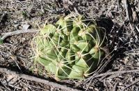 Gymnocalycium monvillei RFPA 324.03.jpg