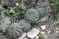 Gymnocalycium mostii RFPA 200.01.jpg