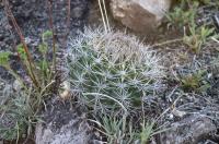Gymnocalycium mostii ssp valnicekianum RFPA 203.02.jpg