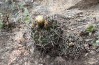 Gymnocalycium nigriareolatum RFPA 219.01.jpg
