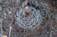 Gymnocalycium nigriareolatum v densispinum RFPA 222.02.jpg