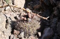 Gymnocalycium pugionacanthum RFPA 238.01.jpg