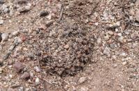 Gymnocalycium quehlianum RFPA 210.01.jpg