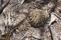 Gymnocalycium quehlianum RFPA 211.01.jpg