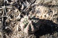 Gymnocalycium quehlianum RFPA 324.02.jpg