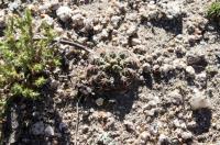 Gymnocalycium quehlianum RFPA 325.03.jpg