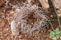 Gymnocalycium rhodantherum RFPA 264.01.jpg