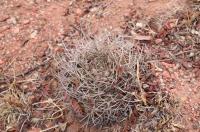 Gymnocalycium rhodantherum RFPA 269.01.jpg