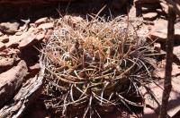 Gymnocalycium rhodantherum ssp guanchinense RFPA 274.01.jpg