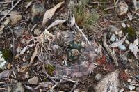 Gymnocalycium ritterianum RFPA 267.01.jpg