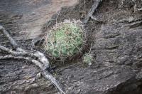 Gymnocalycium saglionis RFPA 215.02.jpg