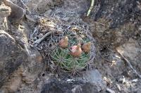 Gymnocalycium saglionis RFPA 222.04.jpg