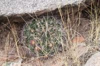 Gymnocalycium saglionis RFPA 255.01.jpg