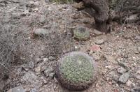 Gymnocalycium saglionis RFPA 262.04.jpg