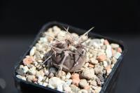 Gymnocalycium spegazzinii RFPA 60.02.jpg