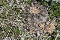 Gymnocalycium taningaense RFPA 318.01.jpg