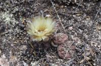 Gymnocalycium uebelmannianum RFPA 308.02.jpg