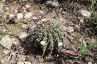 Lobivia aurea RFPA 202.02.jpg