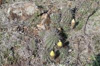 Lobivia aurea RFPA 215.01.jpg