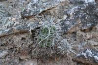 Lobivia aurea RFPA 222.03.jpg
