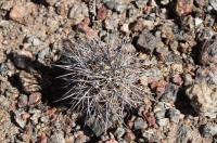 Lobivia aurea RFPA 231.01.jpg