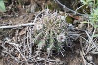 Lobivia aurea ssp dobeana RFPA 216.04.jpg