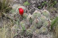 Lobivia grandiflora RFPA 220.01.jpg