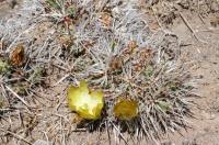 Maihueniopsis glomerata RFPA 282.02.jpg