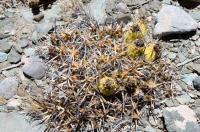 Maihueniopsis glomerata RFPA 283.01.jpg
