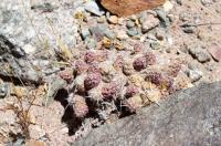 Maihueniopsis minuta  RFPA 250.01.jpg