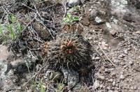 Notocactus mammulosus RFPA 216.03.jpg