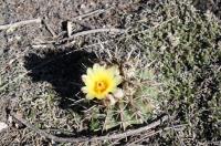 Notocactus mammulosus RFPA 324.01.jpg