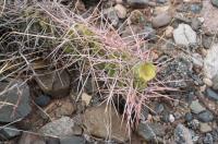 Opnutia sulphureaRFPA 261.02.jpg
