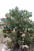 Opuntia quimilo RFPA 211.03.jpg