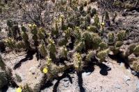 Opuntia sulphurea RFPA 93.01.JPG