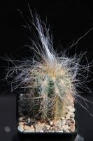 Oreocereus celsianus RFPA 33.01.jpg
