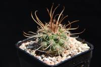 Parodia maassii RFPA 15.02.jpg