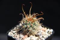 Parodia maassii RFPA 41.01.jpg